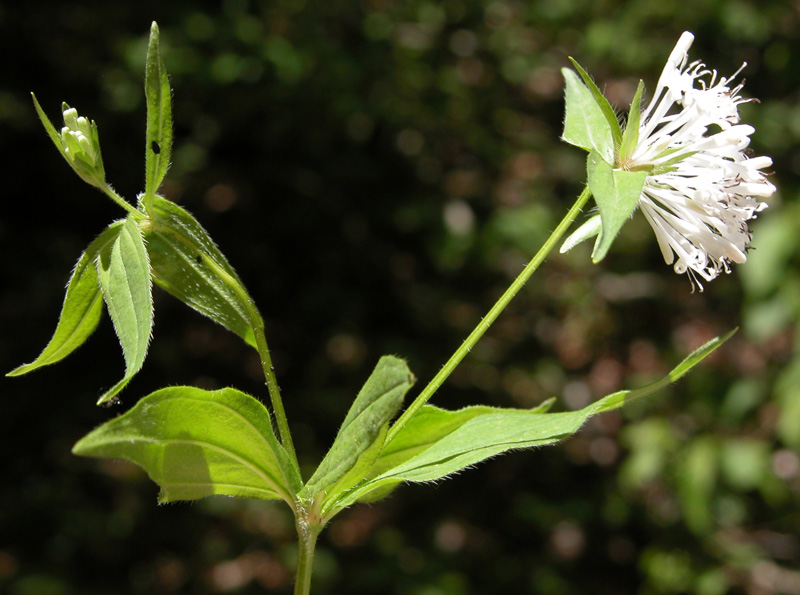 asperula_taur8169.jpg