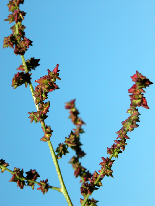 atriplex_pat3170.jpg