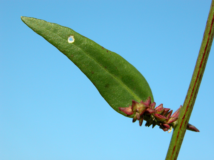 atriplex_pat3172.jpg