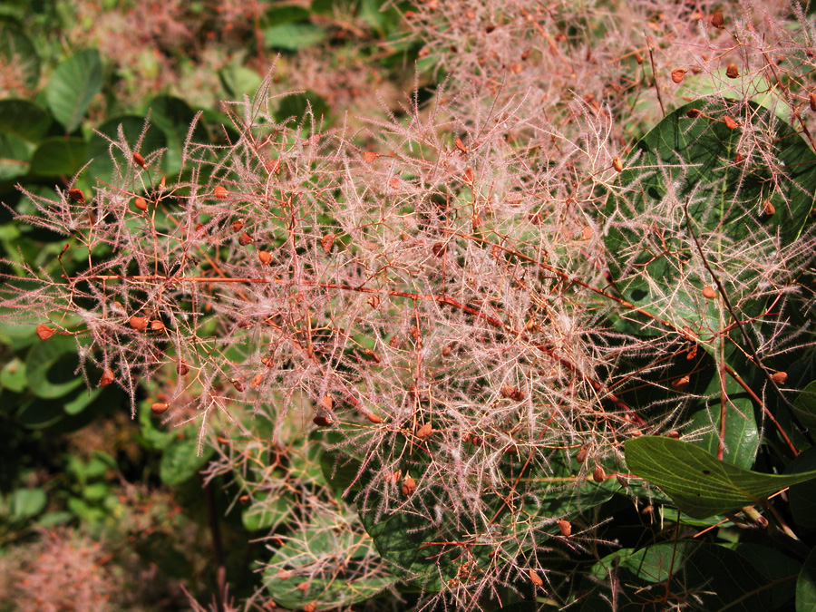 cotinus_cossygria8176.jpg