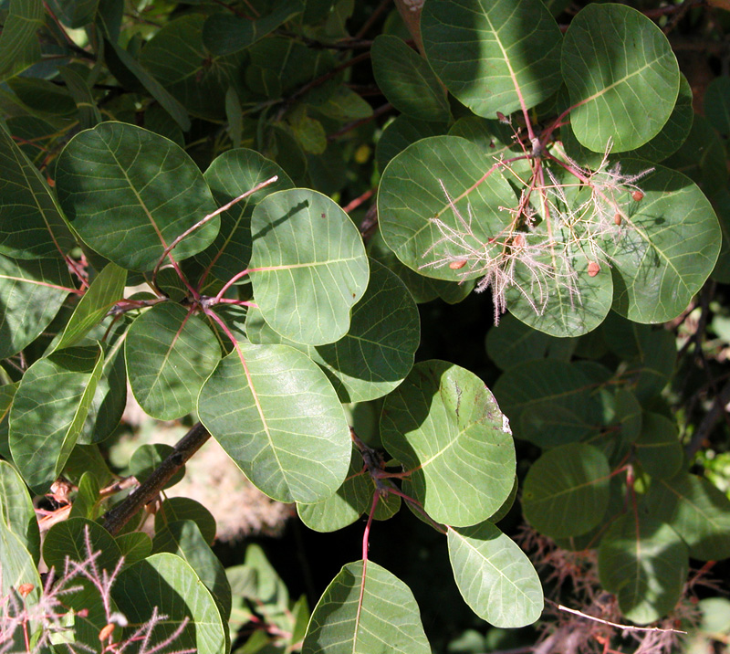 cotinus_cossygria8177.jpg