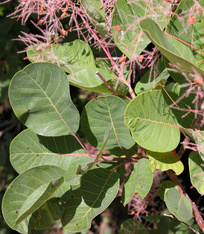 cotinus_cossygria8178.jpg