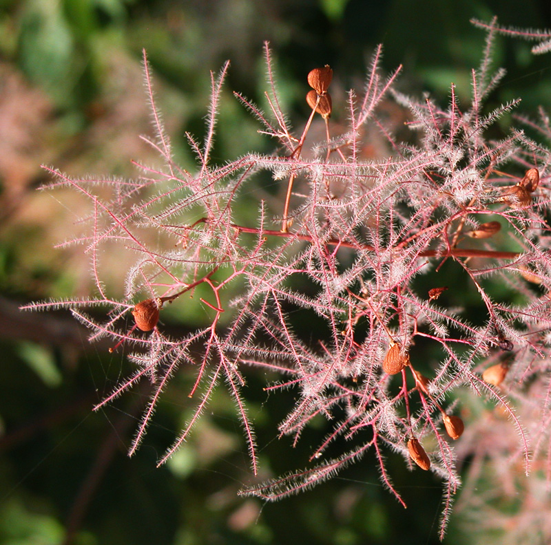 cotinus_cossygria8179.jpg