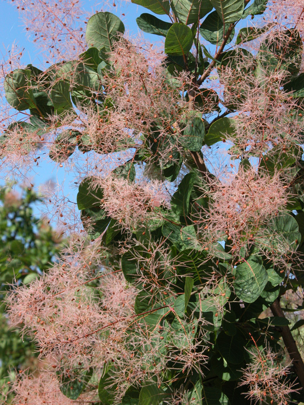 cotinus_cossygria8180.jpg